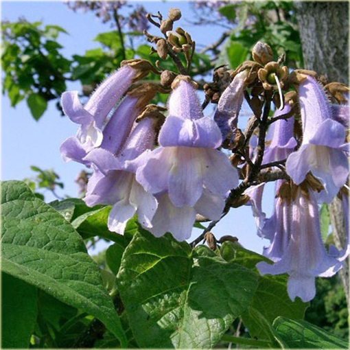 Paulownia Elongata, Pawłownia