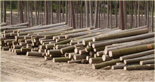 Paulownia Elongata, Pawłownia
