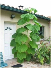 Paulownia Elongata, Pawłownia