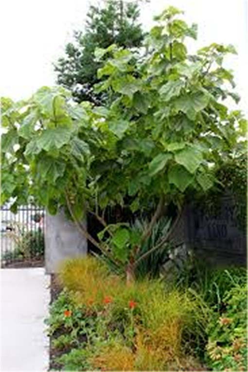 Paulownia mix, Pawłownia
