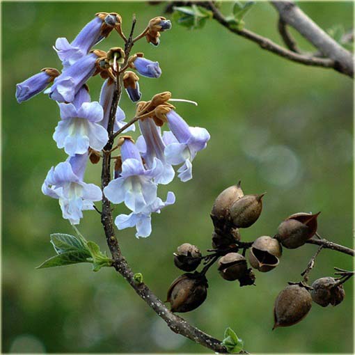 Paulownia mix, Pawłownia