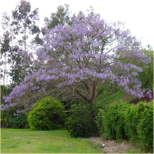 Paulownia mix, Pawłownia