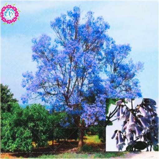 Paulownia niebieska, Pawłownia