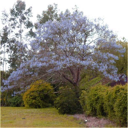 Paulownia niebieska, Pawłownia