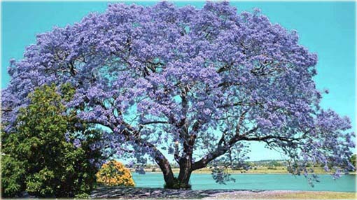 Paulownia niebieska, Pawłownia