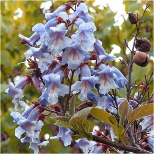 Paulownia niebieska, Pawłownia