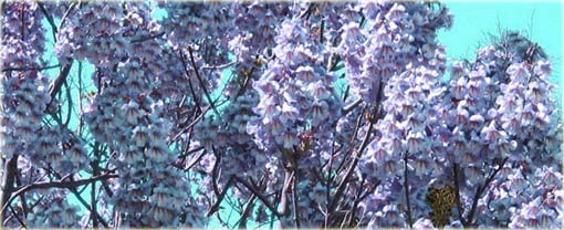 Paulownia niebieska, Pawłownia