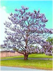 Paulownia niebieska, Pawłownia