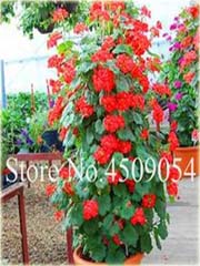 Pelargonia pnąca czerwona, geranium
