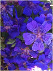 Pelargonia pnąca niebieska, geranium
