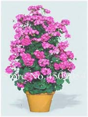 Pelargonia pnąca różowa, geranium
