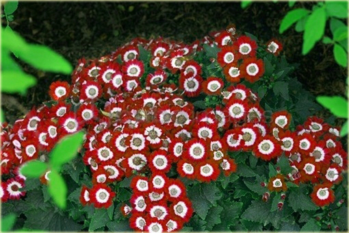 Pericallis hybrida czerwony piękny z rodziny astrowatych