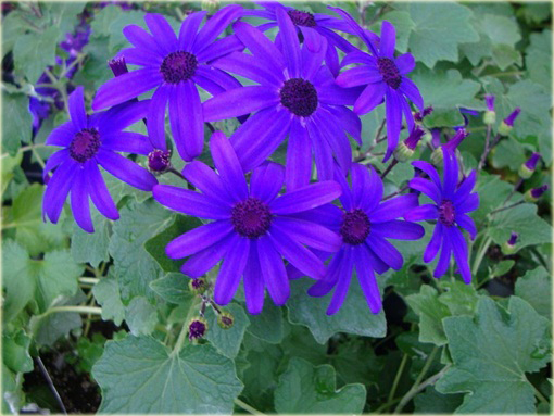 Pericallis hybrida niebieski piękny z rodziny astrowatych