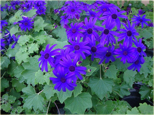 Pericallis hybrida niebieski piękny z rodziny astrowatych