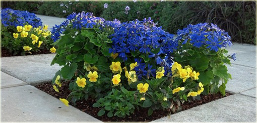 Pericallis hybrida niebieski piękny z rodziny astrowatych