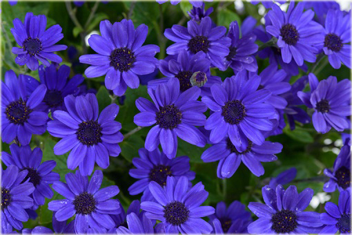 Pericallis hybrida niebieski piękny z rodziny astrowatych