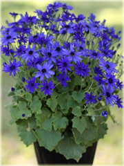 Gerbera  żółta, afrykańska stokrotka
