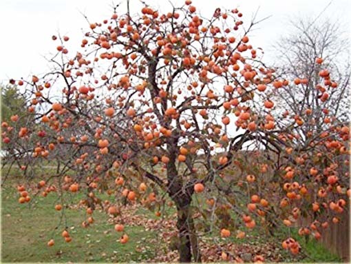 Persymona owoc kaki Persimmon