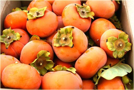 Persymona owoc kaki Persimmon