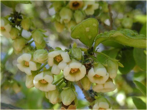 Persymona owoc kaki Persimmon