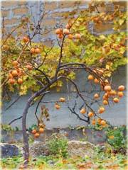 Persymona owoc kaki Persimmon
