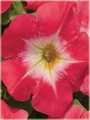 Petunia czerwona z jasnym środkiem
