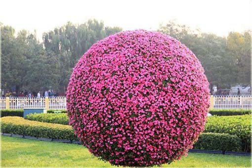 Petunia drzewiasta różowa