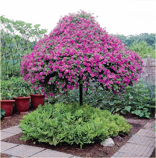 Petunia drzewiasta różowa