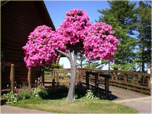 Petunia drzewiasta różowa