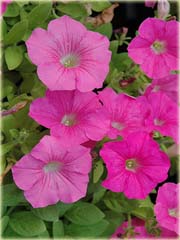 Petunia drzewiasta różowa

