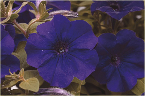 Petunia niebieska Morning Glory