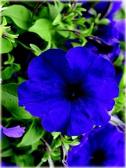 Petunia niebieska Morning Glory
