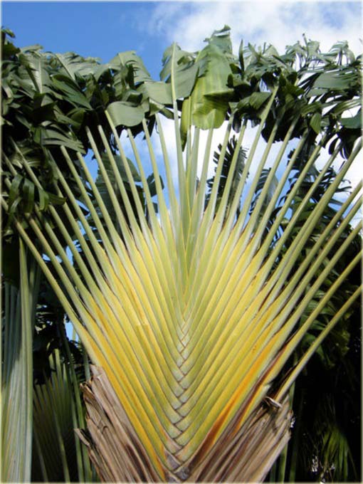 Pielgrzan madagaskarski palma