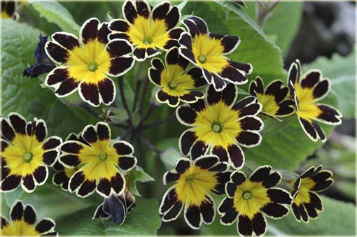 Pierwiosnek ślimakowaty żółty czarne płatki