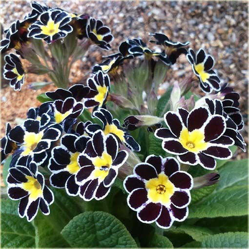 Pierwiosnek ślimakowaty żółty czarne płatki