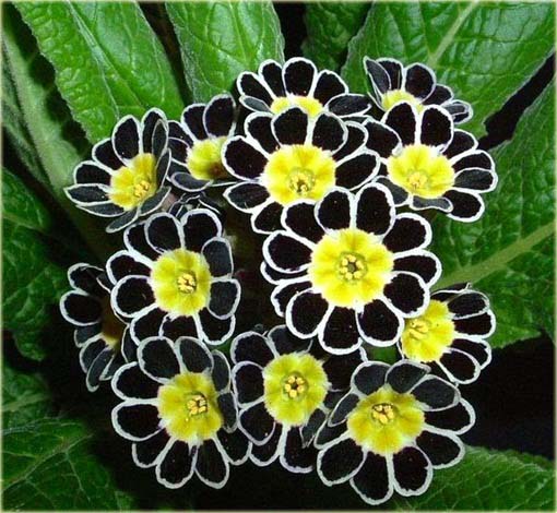 Pierwiosnek ślimakowaty żółty czarne płatki