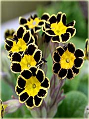 Pierwiosnek ślimakowaty żółty czarne płatki
