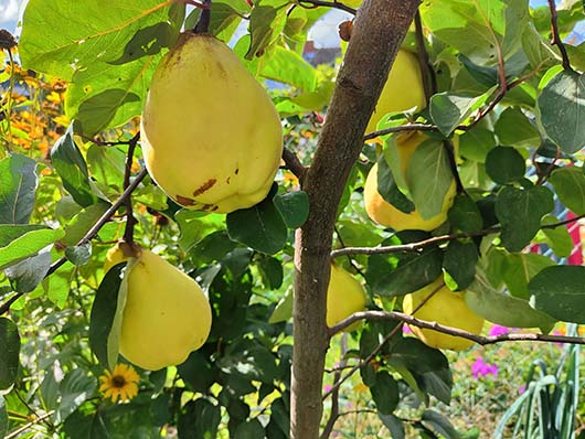 Pigwa gruszkowa drzewo Cydonia oblonga