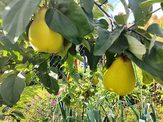 Pigwa gruszkowa drzewo Cydonia oblonga