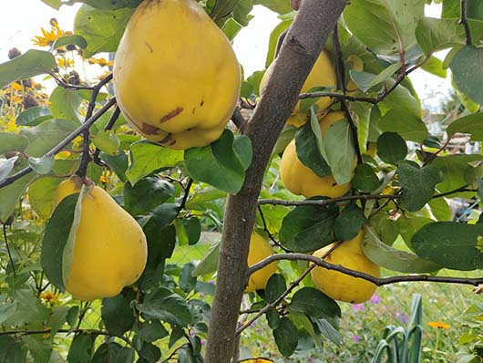 Pigwa gruszkowa drzewo Cydonia oblonga