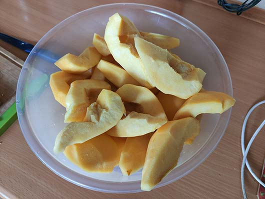 Pigwa gruszkowa drzewo Cydonia oblonga