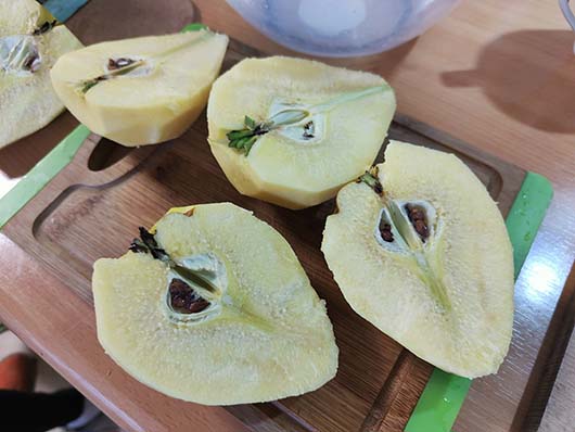 Pigwa gruszkowa drzewo Cydonia oblonga