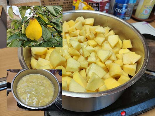 Pigwa gruszkowa drzewo Cydonia oblonga