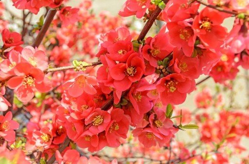 Nasiona Pigwowiec japoński, Chaenomeles japonica