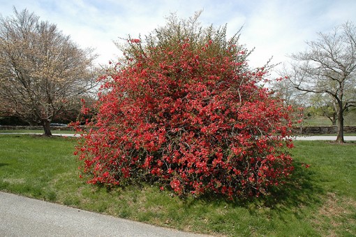 Nasiona Pigwowiec japoński, Chaenomeles japonica