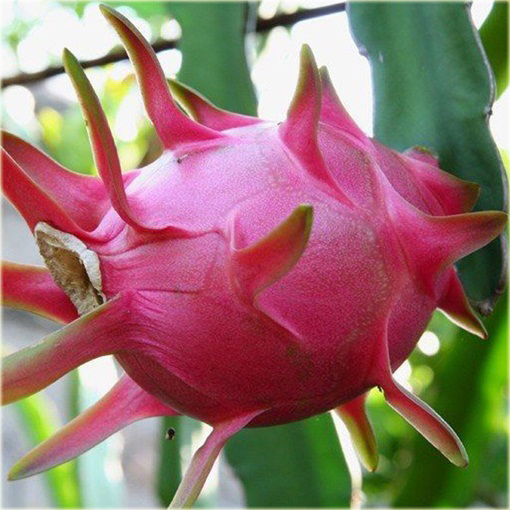 Pitaja smoczy owoc jadalny,  truskawkowa gruszka