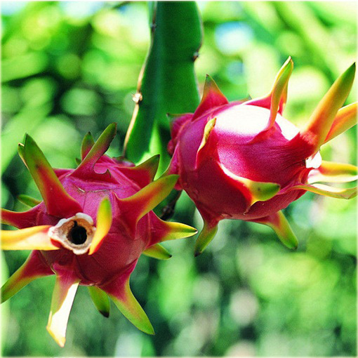 Pitaja smoczy owoc jadalny,  truskawkowa gruszka