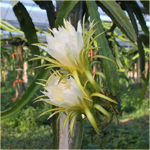 Pitaja smoczy owoc jadalny,  truskawkowa gruszka