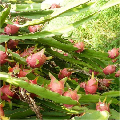 Pitaja smoczy owoc jadalny,  truskawkowa gruszka