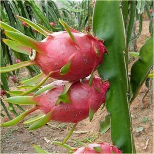 Pitaja smoczy owoc jadalny,  truskawkowa gruszka